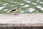 Filename=Grote-gele-kwikstaart-20190520g1280YSXX5148a.jpg
Filesize=815KiB
Dimensions=1280x960
Date added=May 21, 2019 Grote-gele-kwikstaart-20190520g1280YSXX5148a.jpg