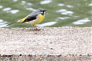 Filename=Grote-gele-kwikstaart-20190520g1280YSXX5149a.jpg
Filesize=893KiB
Dimensions=1280x960
Date added=May 21, 2019 Grote-gele-kwikstaart-20190520g1280YSXX5149a.jpg
