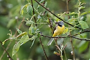 Filename=Grote-gele-kwikstaart-20190527g1280YSXX5177a.jpg
Filesize=849KiB
Dimensions=1280x960
Date added=May 27, 2019 Grote-gele-kwikstaart-20190527g1280YSXX5177a.jpg