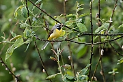 Filename=Grote-gele-kwikstaart-20190527g1280YSXX5188a.jpg
Filesize=841KiB
Dimensions=1280x960
Date added=May 27, 2019 Grote-gele-kwikstaart-20190527g1280YSXX5188a.jpg
