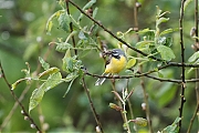 Filename=Grote-gele-kwikstaart-20190527g1280YSXX5249a.jpg
Filesize=813KiB
Dimensions=1280x960
Date added=May 27, 2019 Grote-gele-kwikstaart-20190527g1280YSXX5249a.jpg