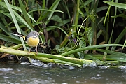 Filename=Grote-gele-kwikstaart-20190527g1280YSXX5282a.jpg
Filesize=807KiB
Dimensions=1280x960
Date added=May 27, 2019 Grote-gele-kwikstaart-20190527g1280YSXX5282a.jpg