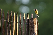 Filename=Grote-gele-kwikstaart-20190527g1280YSXX5291a.jpg
Filesize=653KiB
Dimensions=1280x960
Date added=May 27, 2019 Grote-gele-kwikstaart-20190527g1280YSXX5291a.jpg