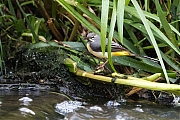 Filename=Grote-gele-kwikstaart-20190527g1280YSXX5296a.jpg
Filesize=918KiB
Dimensions=1280x960
Date added=May 27, 2019 Grote-gele-kwikstaart-20190527g1280YSXX5296a.jpg