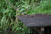 Filename=Grote-gele-kwikstaart-20190527g1280YSXX5307a.jpg
Filesize=876KiB
Dimensions=1280x960
Date added=May 27, 2019 Grote-gele-kwikstaart-20190527g1280YSXX5307a.jpg