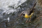 Filename=Grote-gele-kwikstaart-20190527g1280YSXX5320a.jpg
Filesize=877KiB
Dimensions=1280x960
Date added=May 27, 2019 Grote-gele-kwikstaart-20190527g1280YSXX5320a.jpg