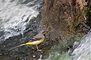 Filename=Grote-gele-kwikstaart-20190527g1280YSXX5329a.jpg
Filesize=914KiB
Dimensions=1280x960
Date added=May 27, 2019 Grote-gele-kwikstaart-20190527g1280YSXX5329a.jpg