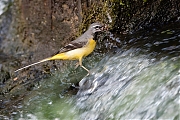 Filename=Grote-gele-kwikstaart-20190527g1280YSXX5332a.jpg
Filesize=831KiB
Dimensions=1280x960
Date added=May 27, 2019 Grote-gele-kwikstaart-20190527g1280YSXX5332a.jpg