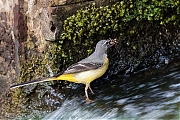 Filename=Grote-gele-kwikstaart-20190527g1280YSXX5334a.jpg
Filesize=927KiB
Dimensions=1280x960
Date added=May 27, 2019 Grote-gele-kwikstaart-20190527g1280YSXX5334a.jpg