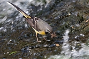 Filename=Grote-gele-kwikstaart-20190527g1280YSXX5341a.jpg
Filesize=889KiB
Dimensions=1280x960
Date added=May 27, 2019 Grote-gele-kwikstaart-20190527g1280YSXX5341a.jpg
