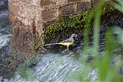 Filename=Grote-gele-kwikstaart-20190527g1280YSXX5351a.jpg
Filesize=859KiB
Dimensions=1280x960
Date added=May 27, 2019 Grote-gele-kwikstaart-20190527g1280YSXX5351a.jpg