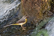 Filename=Grote-gele-kwikstaart-20190527g1280YSXX5438a.jpg
Filesize=992KiB
Dimensions=1280x960
Date added=May 27, 2019 Grote-gele-kwikstaart-20190527g1280YSXX5438a.jpg