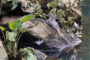 Filename=Grote-gele-kwikstaart-20190610g1280YSXX5575a.jpg
Filesize=1004KiB
Dimensions=1280x960
Date added=Jun 11, 2019 Grote-gele-kwikstaart-20190610g1280YSXX5575a.jpg