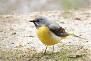 Grote-gele-kwikstaart-20250410g14401A1A5319acrfb-Meerseldreef-Markweg.jpg