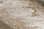 Grote-gele-kwikstaart-20250410g14401A1A5354acrfb-Meerseldreef-Markweg.jpg