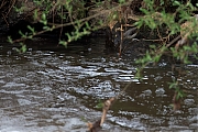 Grote-gele-kwikstaart-20250410g14401A1A5361acrfb-Meerseldreef-Markweg.jpg