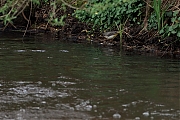 Grote-gele-kwikstaart-20250410g14401A1A5375acrfb-Meerseldreef-Markweg.jpg