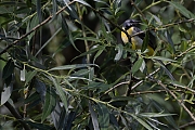 Grote-gele-kwikstaart-20260601g14401A1A4059avcrfb-Meerseldreef.jpg