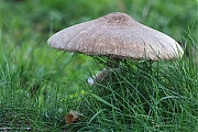 Filename=Grote-parasolzwam-20191117g1280YSXX5963b.jpg
Filesize=930KiB
Dimensions=1280x960
Date added=Nov 23, 2019 Grote-parasolzwam-20191117g1280YSXX5963b.jpg