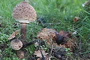 Filename=Grote-parasolzwam-20191117g1280YSXX5965a.jpg
Filesize=1059KiB
Dimensions=1280x960
Date added=Nov 23, 2019 Grote-parasolzwam-20191117g1280YSXX5965a.jpg