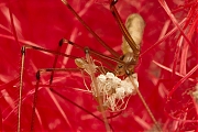 Grote-sidderspin-Pholcus-phalangiodes-20140717g1024IMG_5677a.jpg