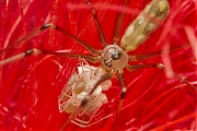 Filename=Grote-sidderspin-Pholcus-phalangiodes-20140717g1024IMG_5682a.jpg
Filesize=484KiB
Dimensions=1024x768
Date added=Jul 31, 2014 Grote-sidderspin-Pholcus-phalangiodes-20140717g1024IMG_5682a.jpg