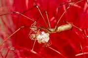 Grote-sidderspin-Pholcus-phalangiodes-20140717g1024IMG_5686a.jpg