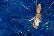 Grote-sidderspin-Pholcus-phalangiodes-20140717g1024IMG_5694a.jpg