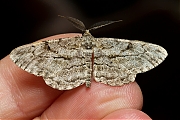 Grote-spikkelspanner-Hypomecis-roboraria-20130623g800IMG_6718a~0.jpg