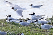 Grote-stern-20260428g14401A1A2497avcrfb-Yerseke-Moer.jpg
