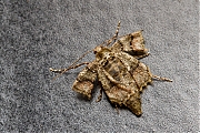 Grote-voorjaarsspanner-Agriopis-marginaria-20150307g1280IMG_8590a.jpg