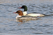 Grote-zaagbek-20120210g800IMG_2022a.jpg