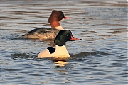 Grote-zaagbek-20120210g800IMG_2032a.jpg
