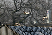 Grote-zaagbek-20120211g800IMG_2058a.jpg