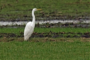 Grote-zilverreiger-20110213P1170061b.jpg