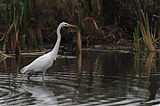 Filename=Grote-zilverreiger-20111029IMG_2133a.jpg
Filesize=331KiB
Dimensions=800x600
Date added=Dec 07, 2011 Grote-zilverreiger-20111029IMG_2133a.jpg