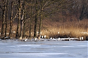 Grote-zilverreiger-20120208g800IMG_1811a.jpg