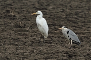Filename=Grote-zilverreiger-20120224g800IMG_2389a.jpg
Filesize=333KiB
Dimensions=800x533
Date added=Feb 24, 2012 Grote-zilverreiger-20120224g800IMG_2389a.jpg