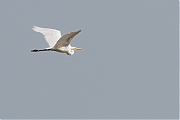 Grote-zilverreiger-20120817g800IMG_9012a.jpg