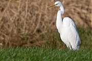 Grote-zilverreiger-20131130g8007X1A9881a.jpg