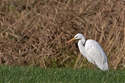 Grote-zilverreiger-20131130g8007X1A9897e.jpg