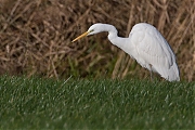 Grote-zilverreiger-20131130g8007X1A9898a.jpg