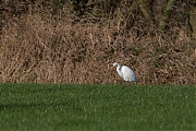 Grote-zilverreiger-20131130g8007X1A9911a.jpg