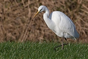 Grote-zilverreiger-20131130g8007X1A9911c.jpg