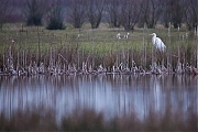 Grote-zilverreiger-20150306g12807X1A2659a.jpg