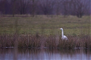 Grote-zilverreiger-20150306g12807X1A2672a.jpg