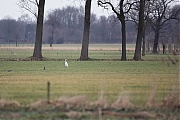 Grote-zilverreiger-20170204g1280YSXX5934a.jpg