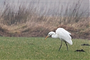 Filename=Grote-zilverreiger-20170208g1280YSXX6640b.jpg
Filesize=807KiB
Dimensions=1280x960
Date added=Feb 09, 2017 Grote-zilverreiger-20170208g1280YSXX6640b.jpg