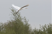 Filename=Grote-zilverreiger-20170427g1280YSXX2273a.jpg
Filesize=579KiB
Dimensions=1280x960
Date added=Apr 27, 2018 Grote-zilverreiger-20170427g1280YSXX2273a.jpg