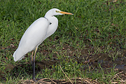 Grote-zilverreiger-20171106g1280YSXX9565a~0.jpg